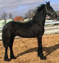 Friesian Piper - Sold