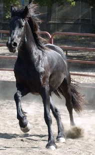 Friesian Sieke - Sold