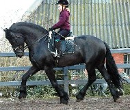 http://www.blacksterlingfriesians.com/coverpics/covertabu111.jpg