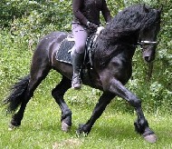 Friesian Tiberius - Sold