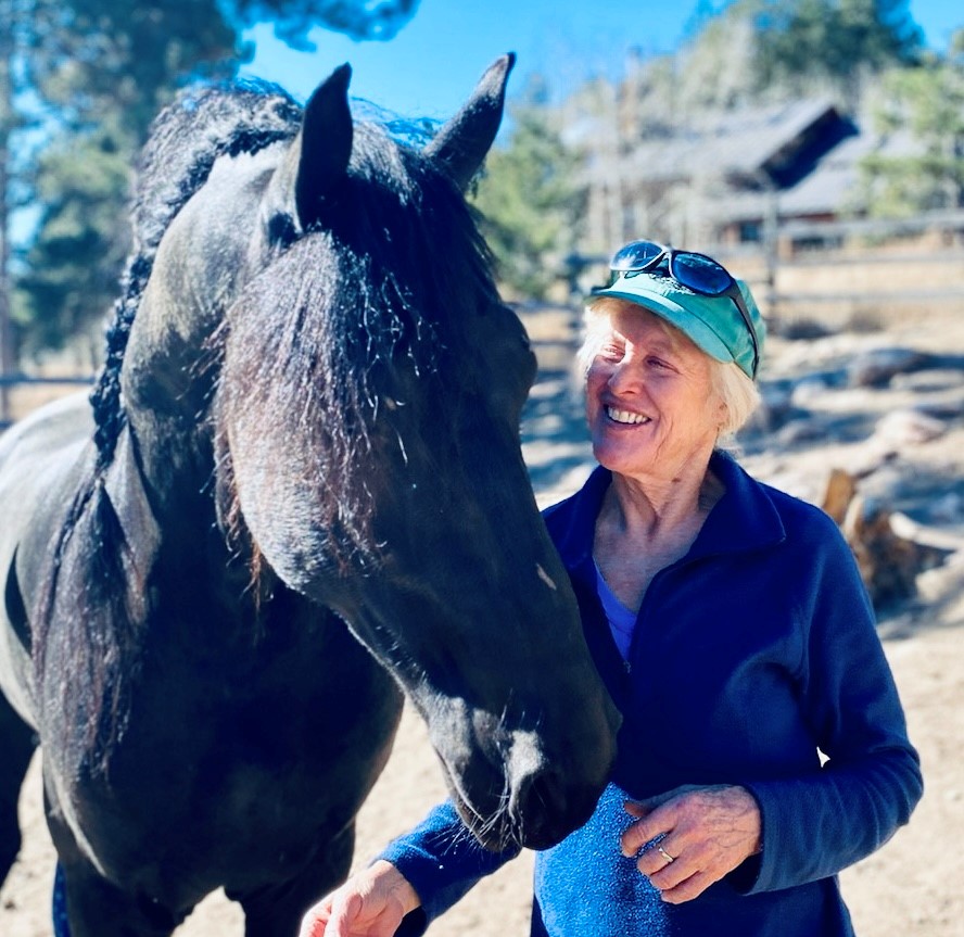 Friesian Dirk van Doorndraai STER - Sold