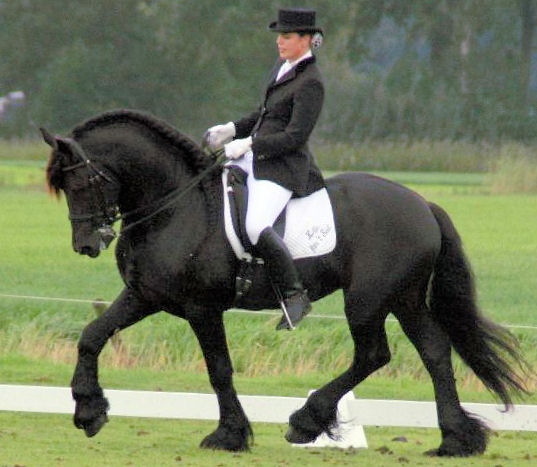 Friesian Dom Perignon - Sold