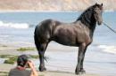 Friesian DURK - Sold