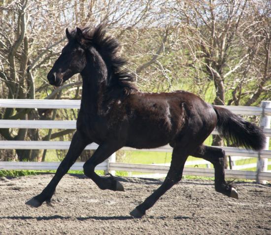 Friesian EROS - Sold