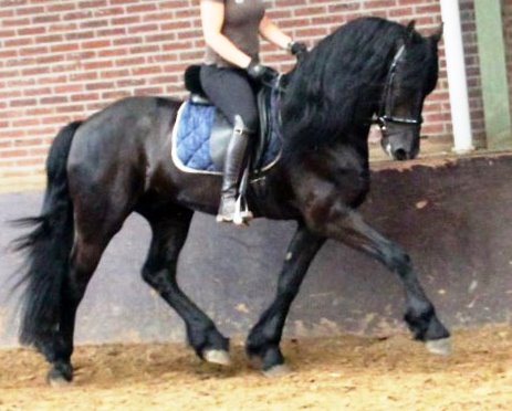 Friesian FINN - Sold