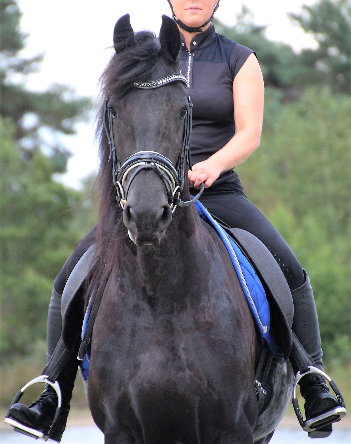 Friesian FRANCESCA - Sold