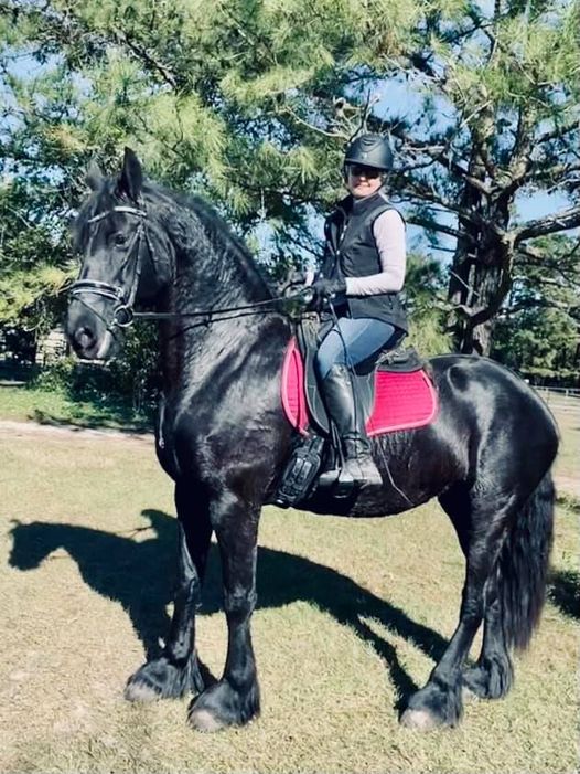 Friesian Franka KROON & SPORT - Sold