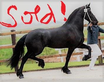 Friesian ADELE - Sold