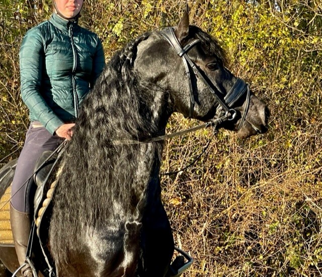 Friesian Floris van 't Hegtveld S - Sold