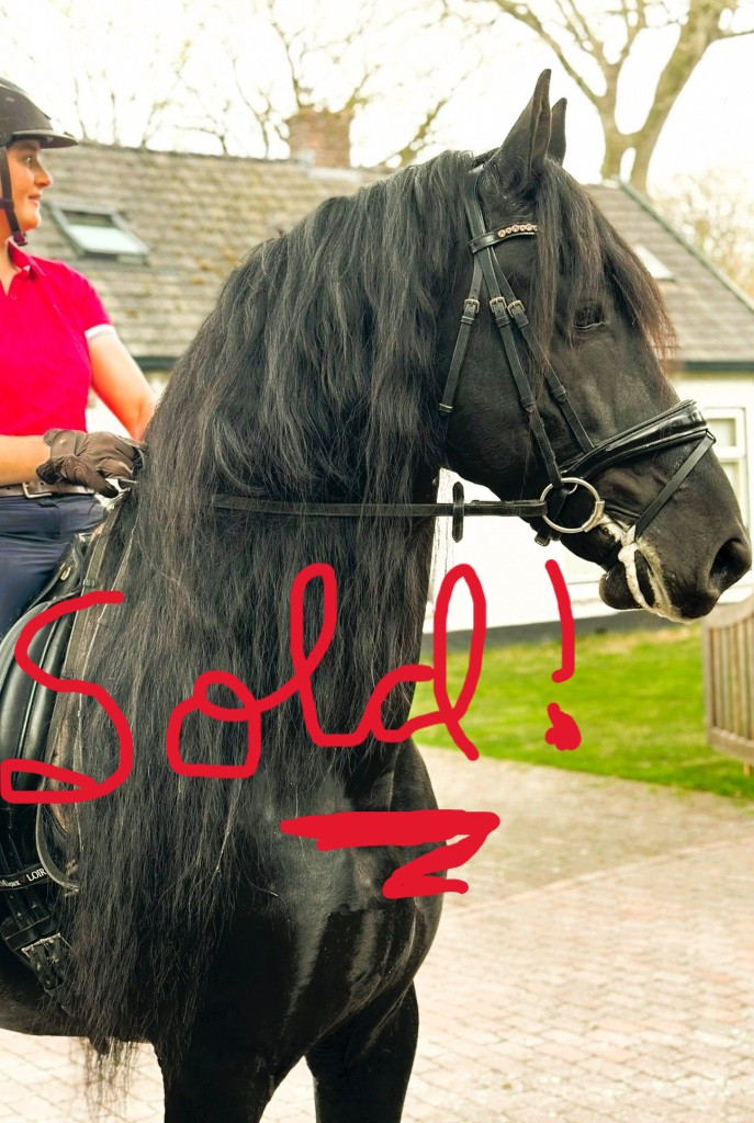 Recently Sold Friesian Olle 