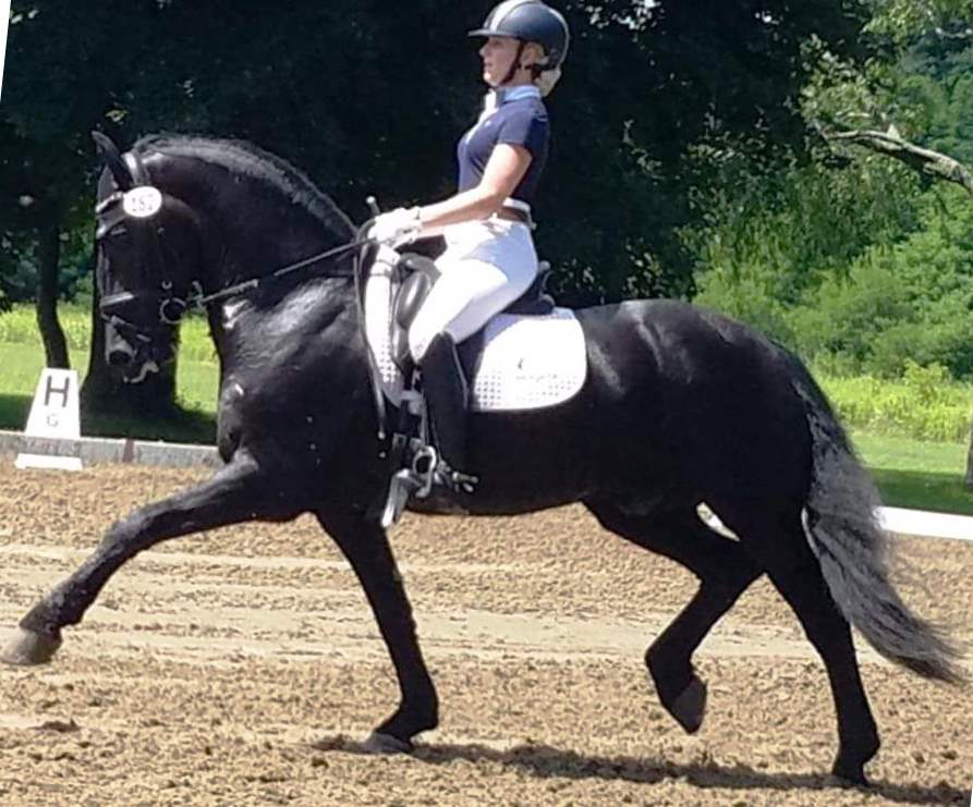 Friesian FUEGO SPORT - Sold