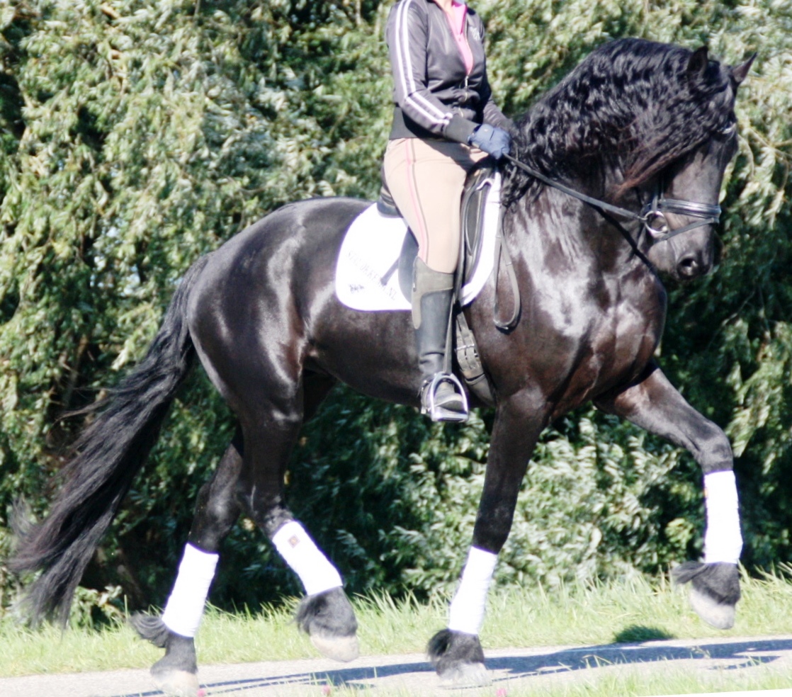 Friesian HERMES BSF - Sold