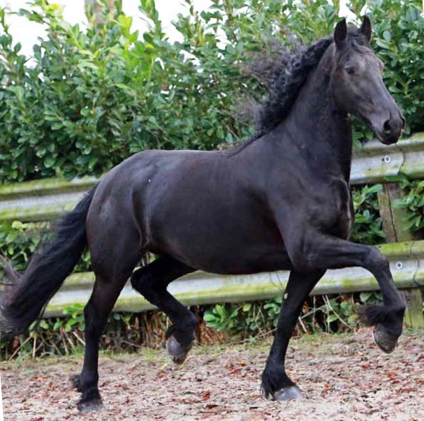 Friesian Hiva von Laar STER - Sold