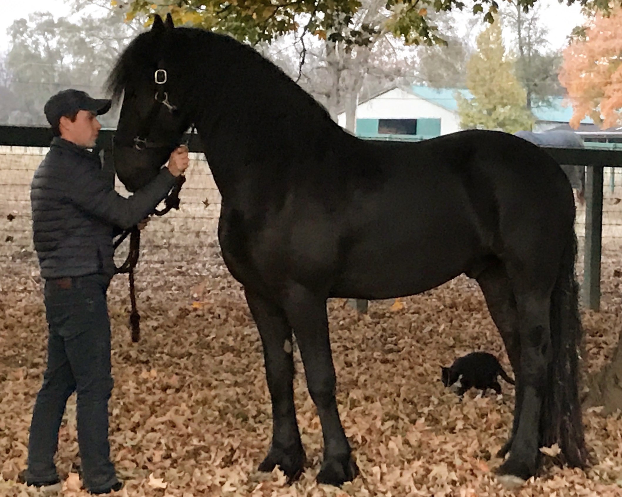 Friesian VERSACE BSF - Sold