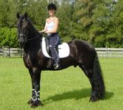 Friesian Jillis STER  - Sold