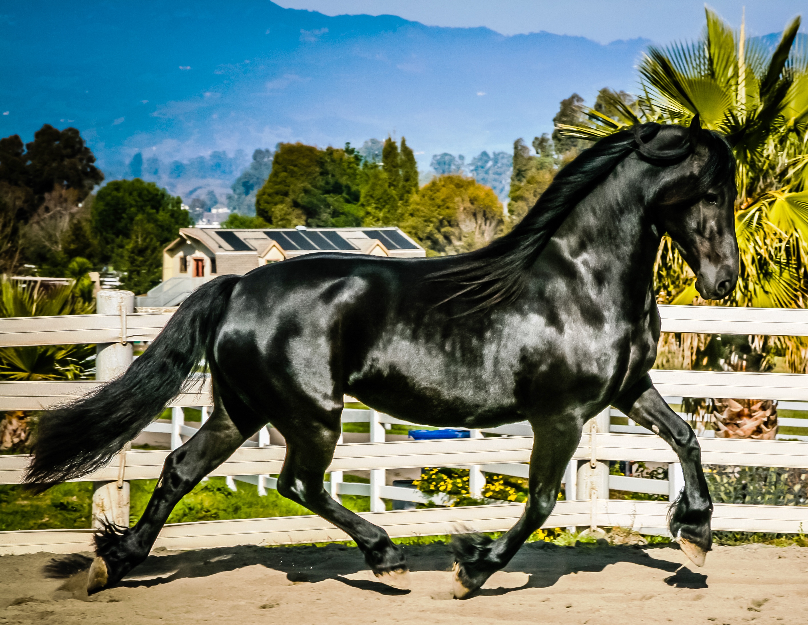 Friesian Klaske Lianne - Sold