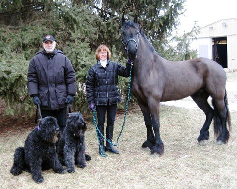 Friesian Lancelot BSF - Sold