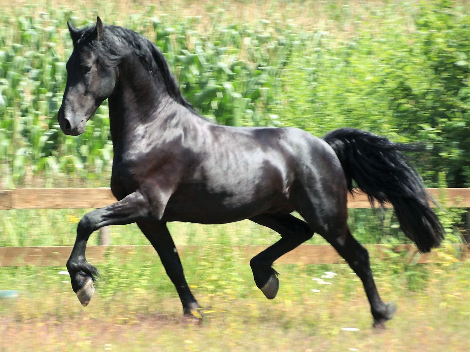 Friesian LIAM - Sold