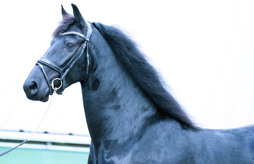 Friesian Lotte - Sold