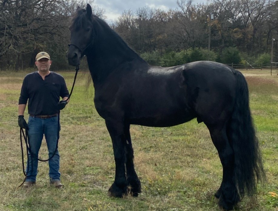 Friesian LUCA BSF - Sold