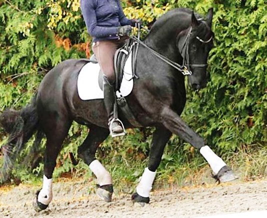 Friesian LUCCA STER - Sold