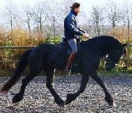 Friesian Cool Hand Luke - Sold