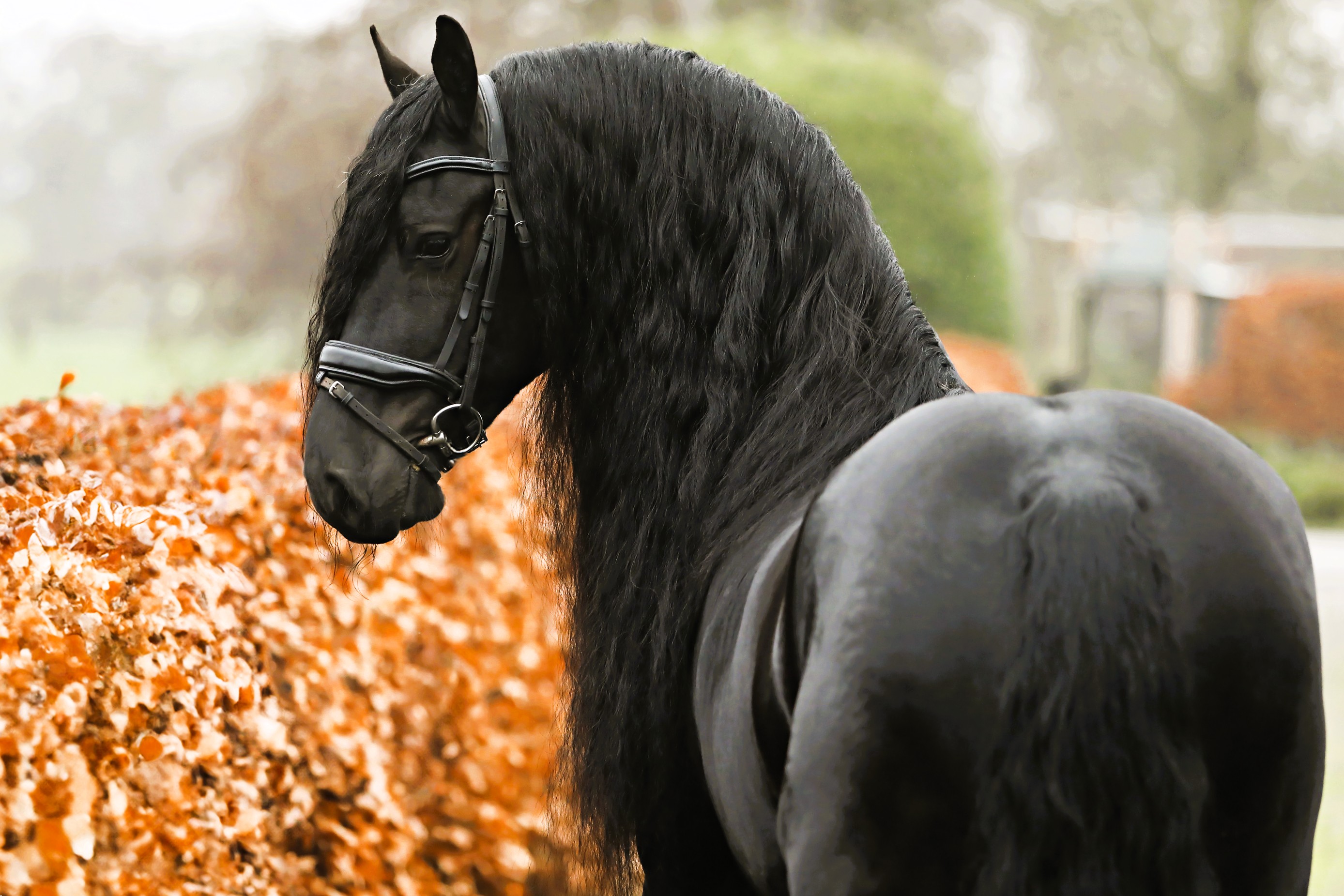 Friesian MACHO MAN - Sold