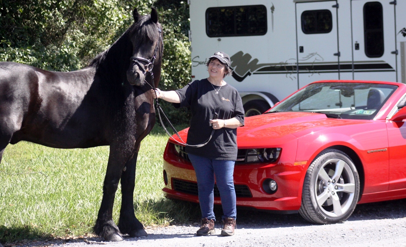 Friesian Marco ut 't Binnenveld - Sold