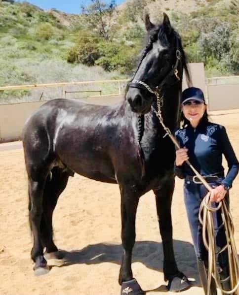 Friesian WOUT STER  - Sold