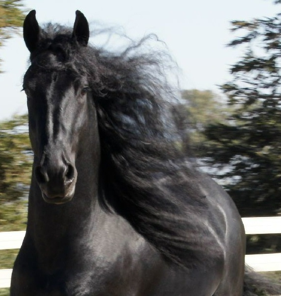 Friesian Marten BSF - Sold