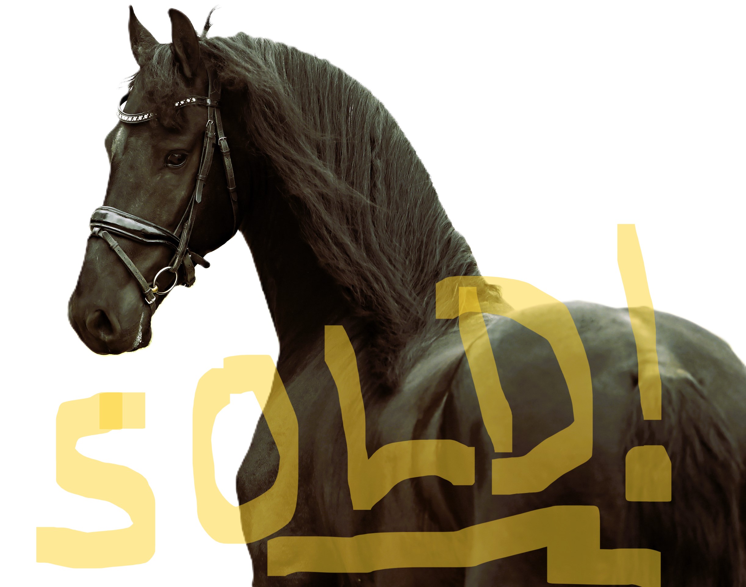 Friesian MASON - Sold