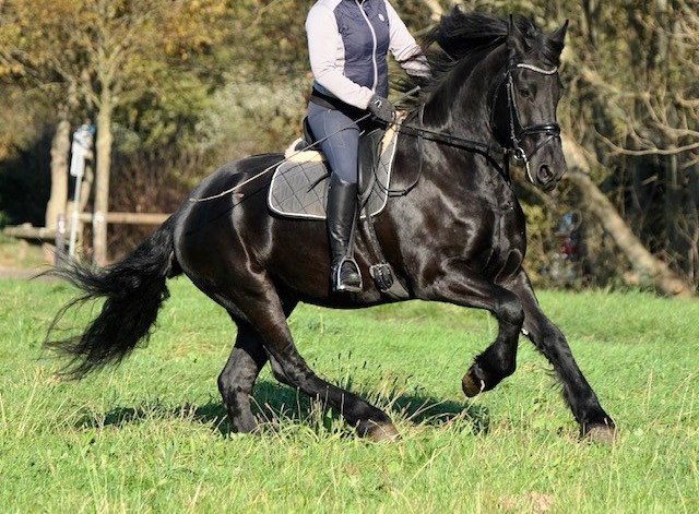 Friesian MAX BSF - Sold