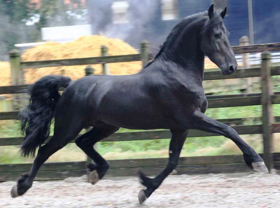 Friesian MARTINI STER - Sold