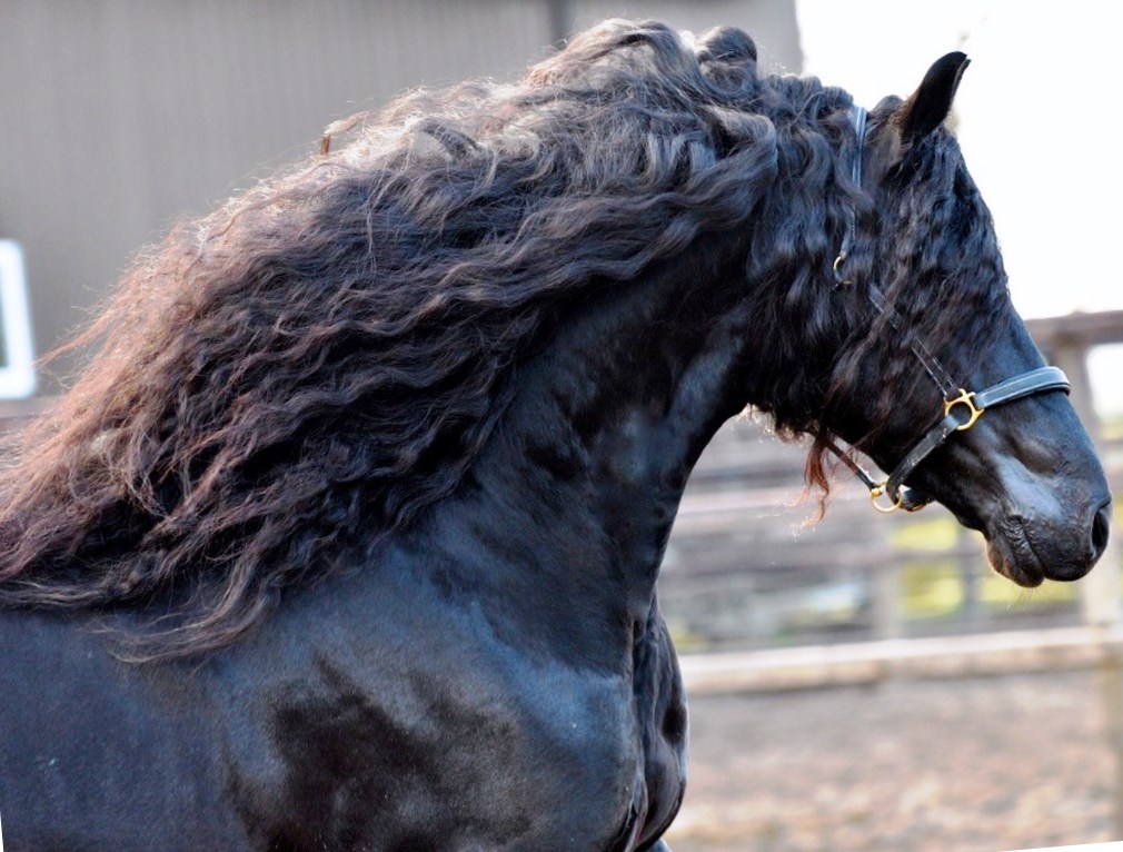 Friesian Berkshire - Sold