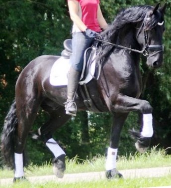 Friesian NICO - Sold