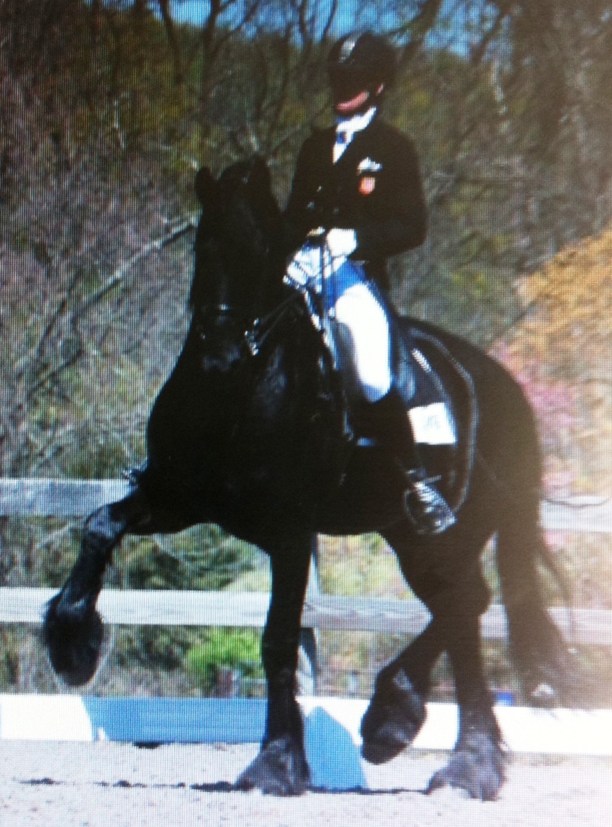 Friesian Nobby SPORT - Sold