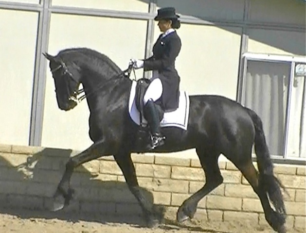 Friesian Norman  - Sold