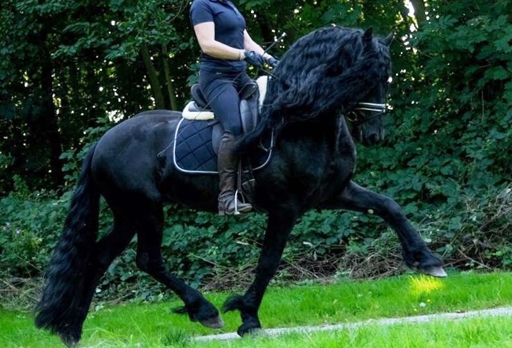 Friesian ROMEO BSF - Sold