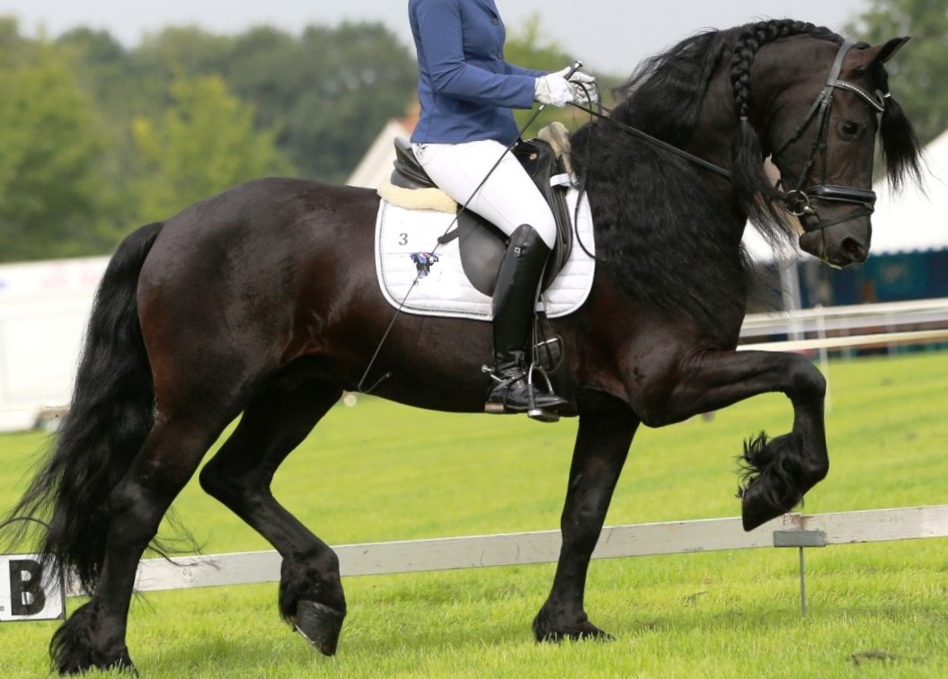 Friesian Orion BSF - Sold