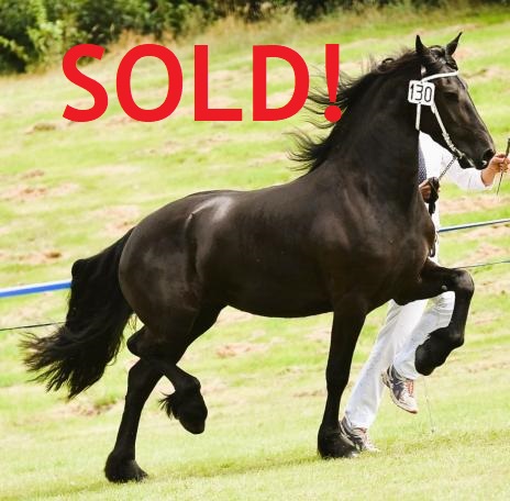 Friesian PAISLEY STER CROWN - Sold