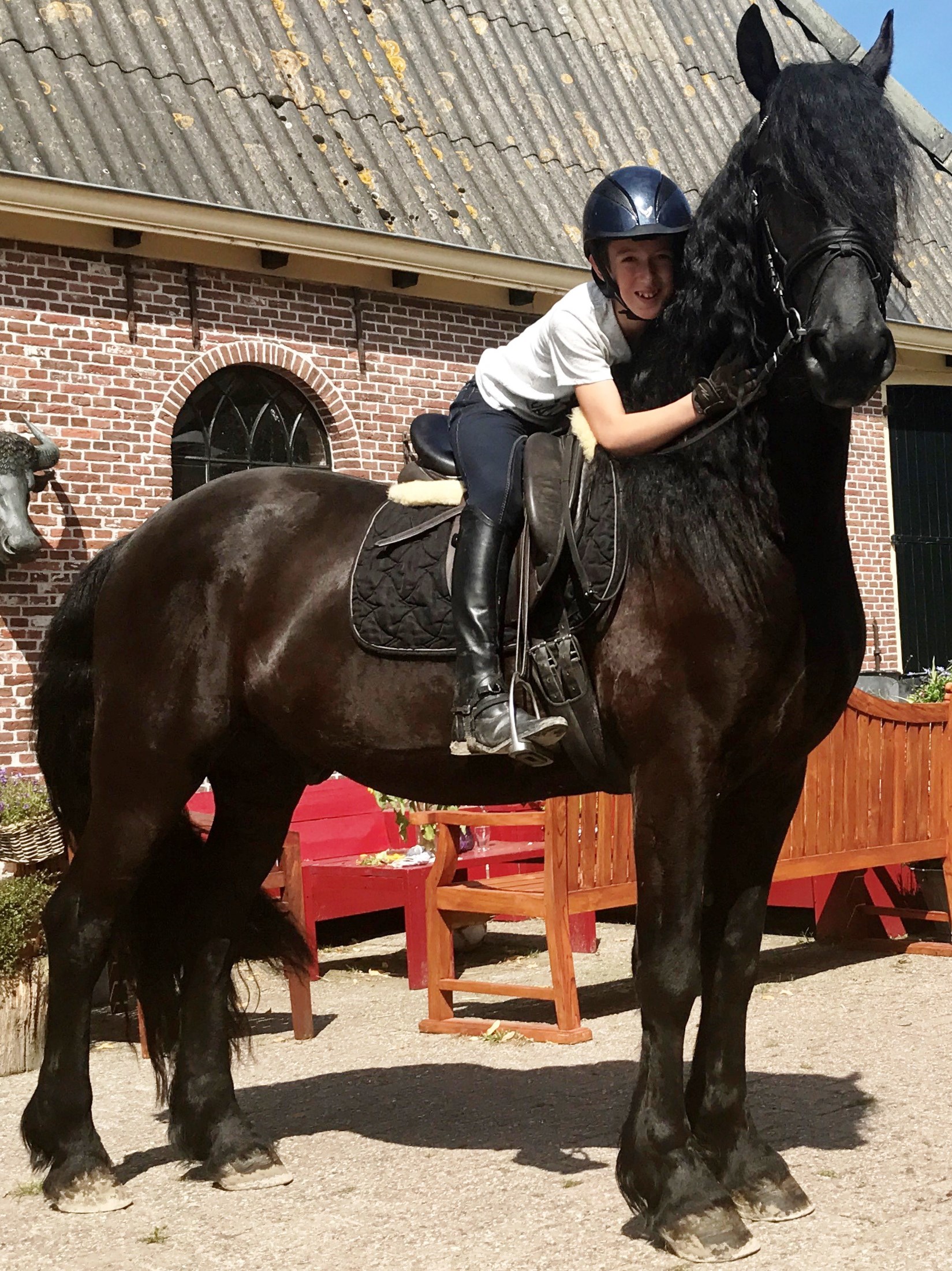 Friesian Rein BSF - Sold