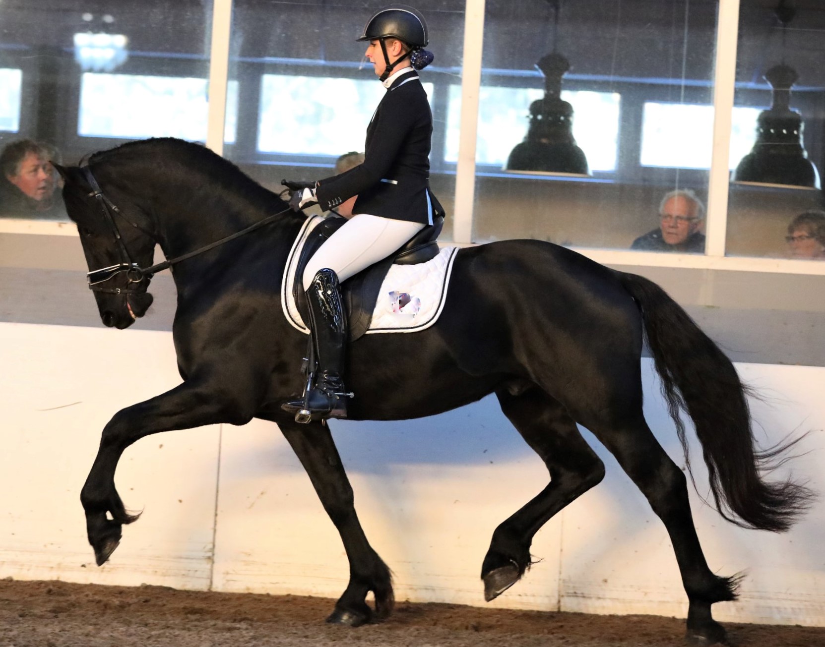 Friesian REMY - Sold