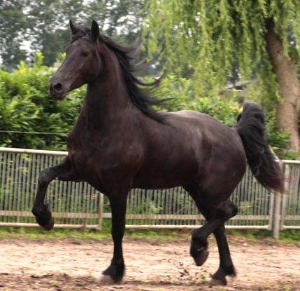 Friesian Renske - Sold