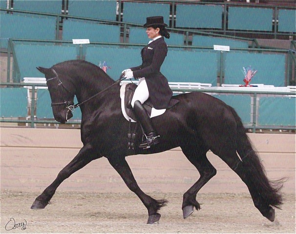 Friesian Rihanna - Sold