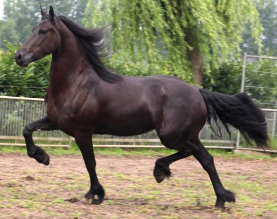 Friesian RIJNA - Sold