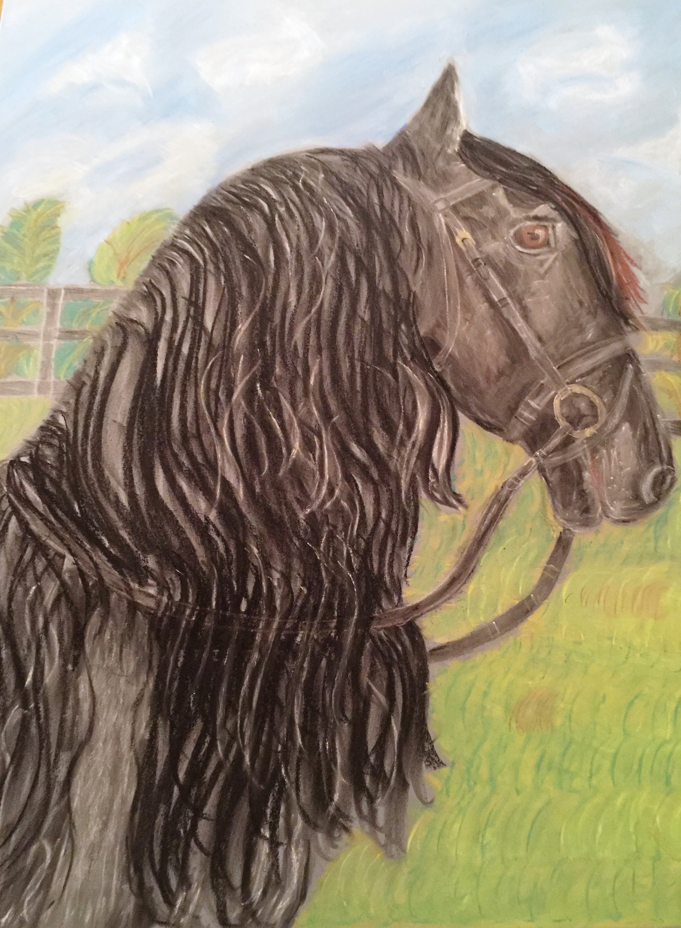 Friesian RIOMA  - Sold