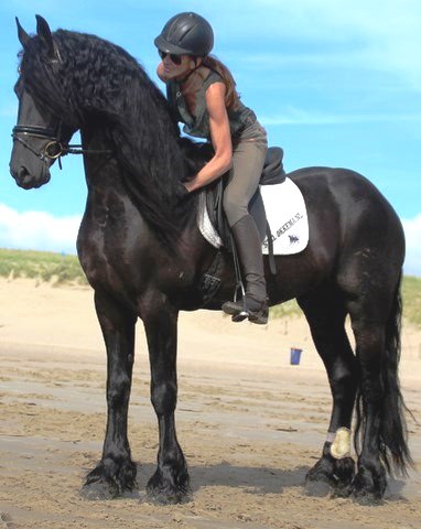 Friesian RIO - Sold