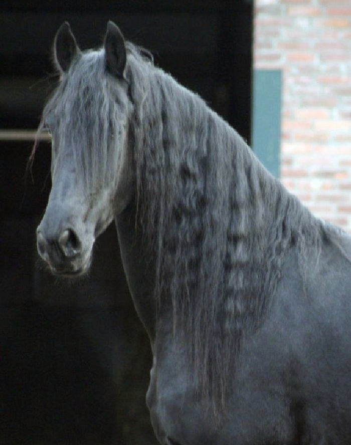 Friesian Sake BSF - Sold