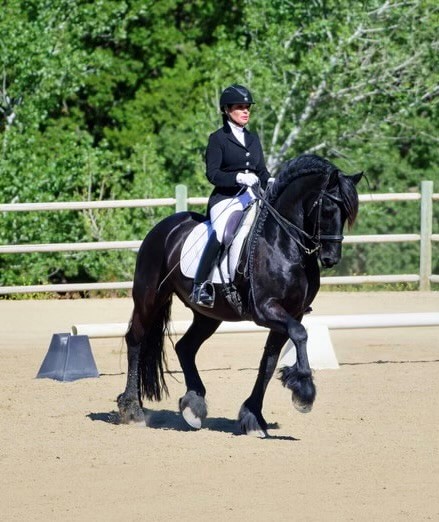 Friesian EROS SPORT  - Sold