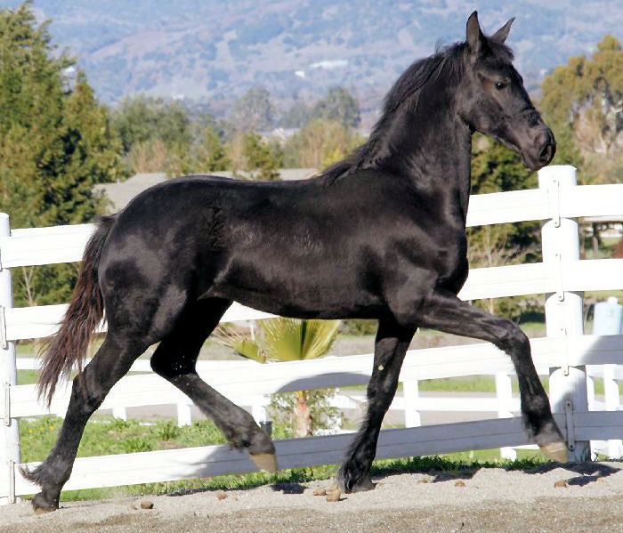 Friesian SELENA - Sold